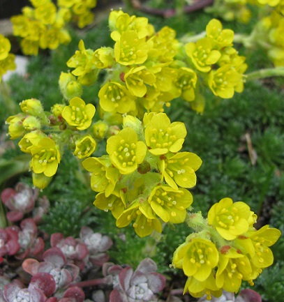 Saxifraga ferdinandi-coburgi